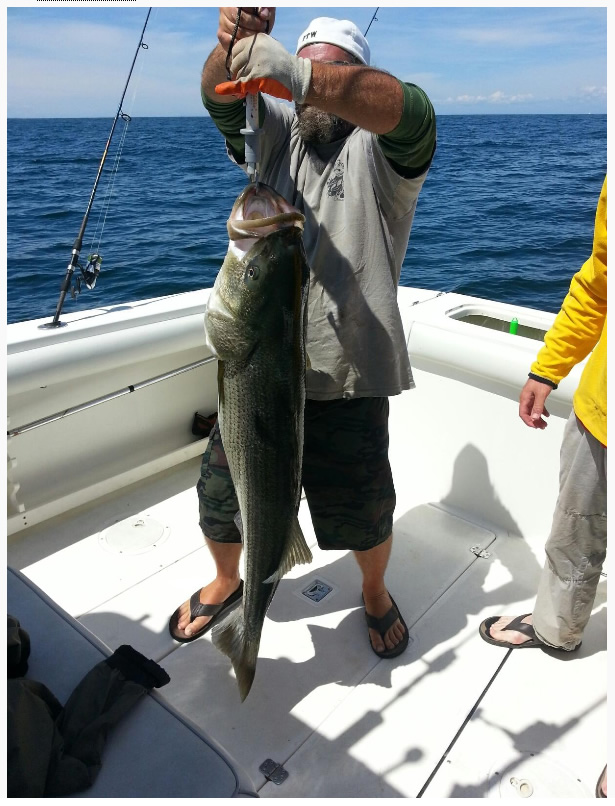 Bill Hurley Cape Cod Tuna Bomb Sand Eels – Grumpys Tackle